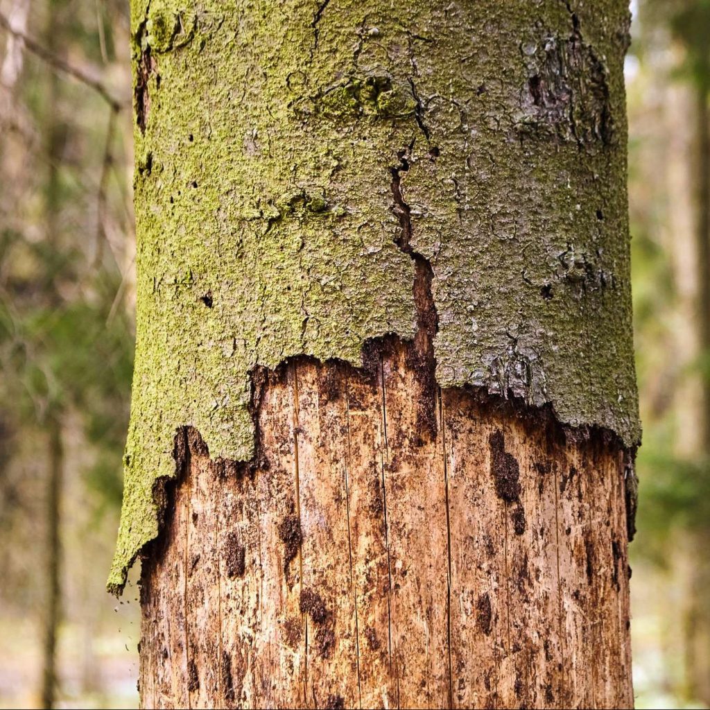 Diseased-Tree-Decaying-Bark-in-Johnson-City-TN