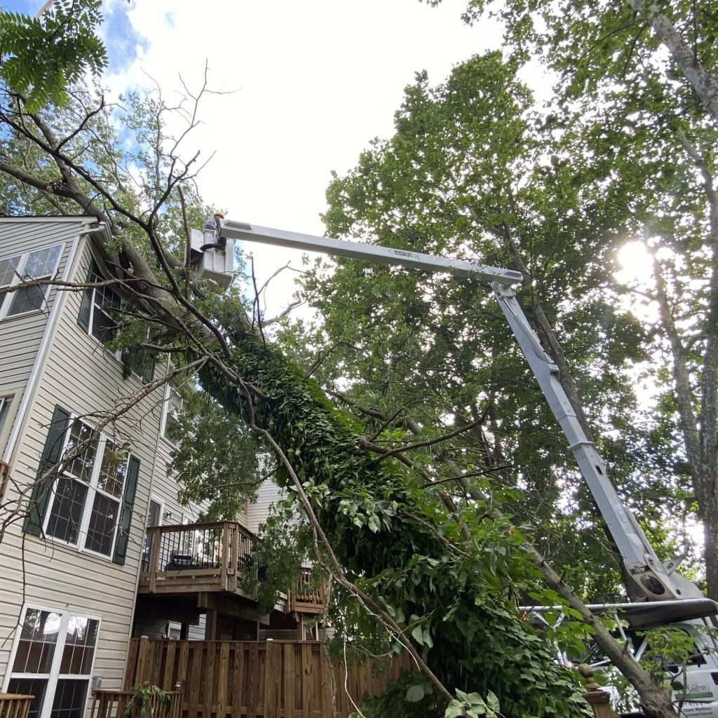 Emergency Tree Removal Johnson City TN