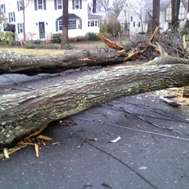 Fallen-Tree-After-Storm-in-Johnson-City-TN